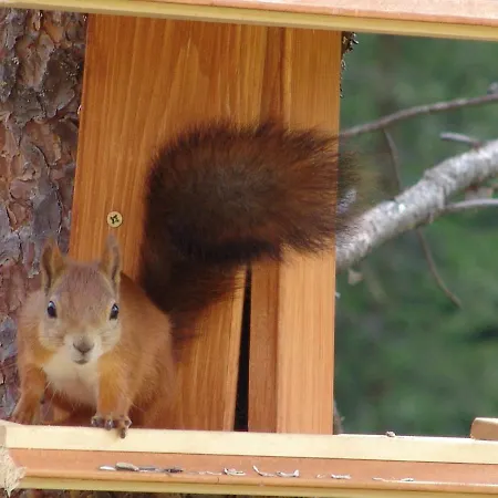 Villa Northern Lights Lapland Hosio