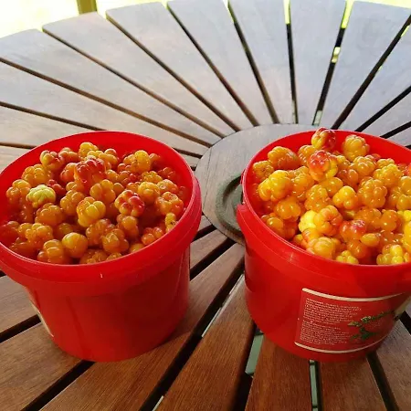 Villa Northern Lights Lapland *