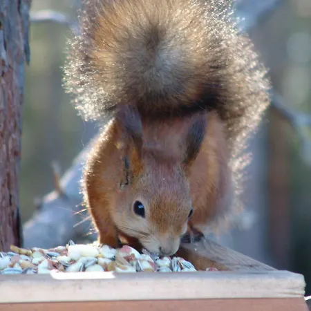 Northern Lights Lapland * Hosio