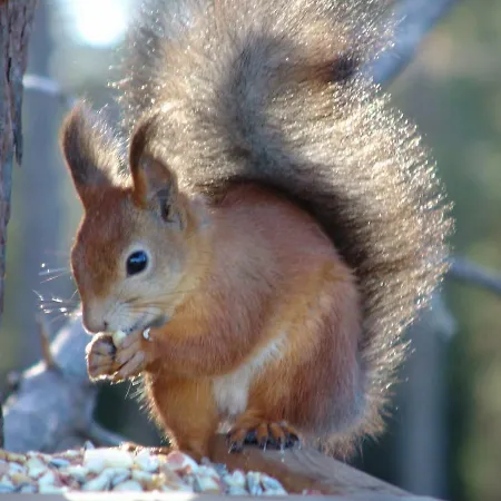 Northern Lights Lapland Hosio
