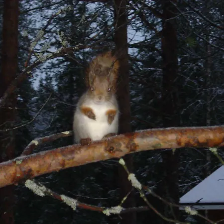 Villa Northern Lights Lapland