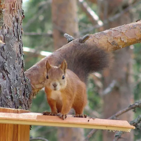 Northern Lights Lapland