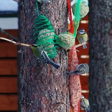 Northern Lights Lapland Hosio