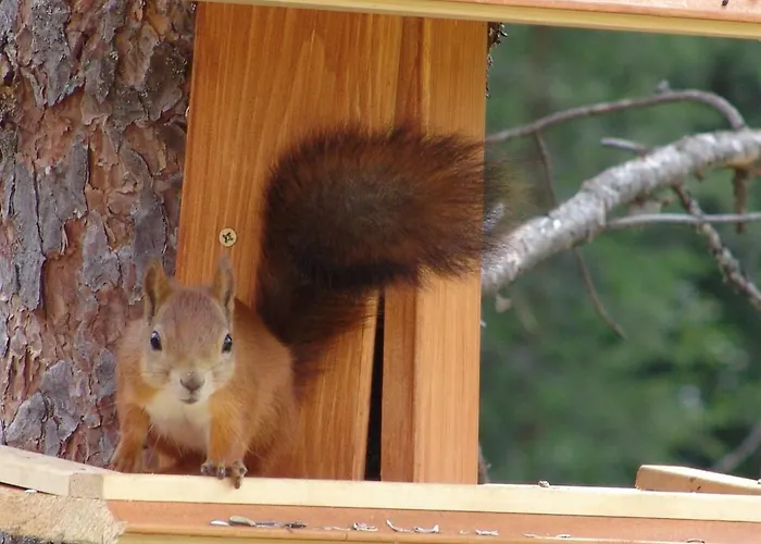 Villa Northern Lights Lapland Hosio