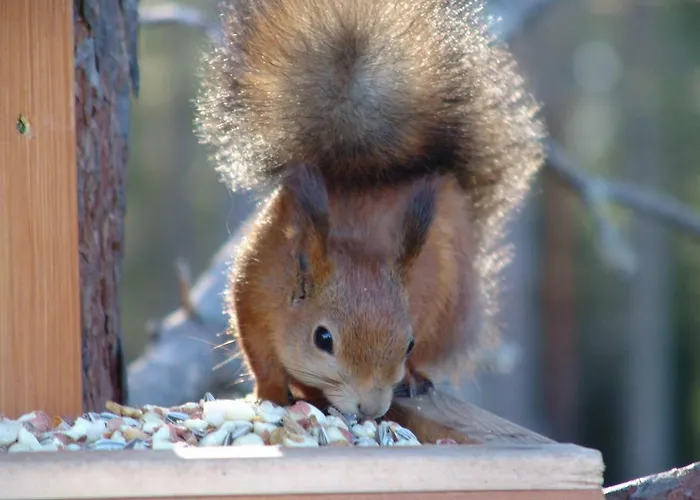 Northern Lights Lapland * Hosio