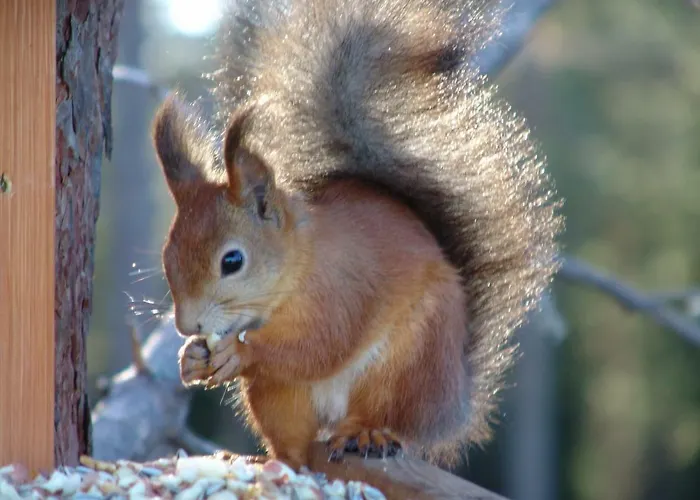 Northern Lights Lapland Hosio