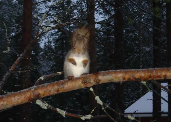 Villa Northern Lights Lapland