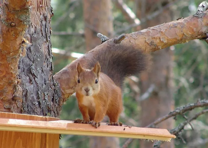 Northern Lights Lapland