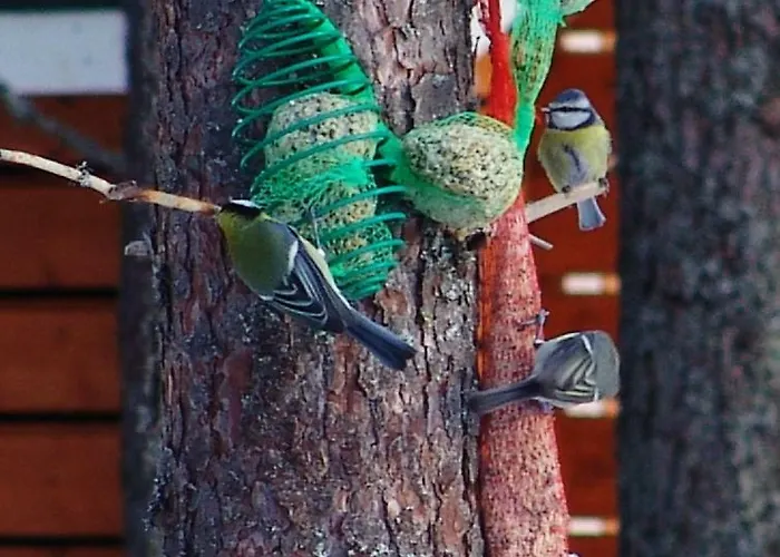 Northern Lights Lapland Hosio