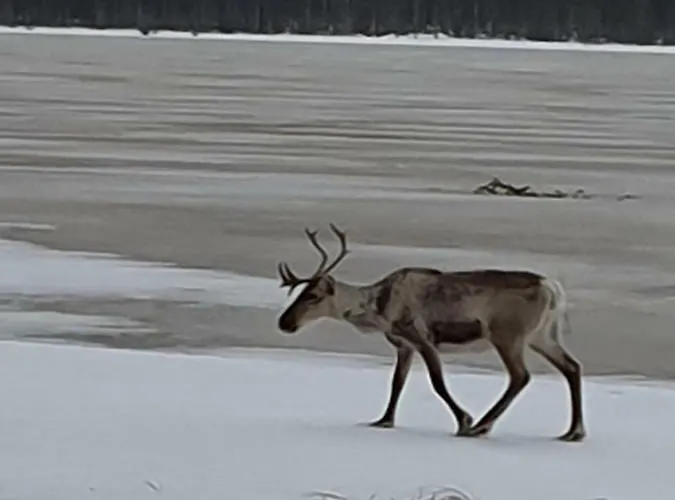 Northern Lights Lapland * Hosio